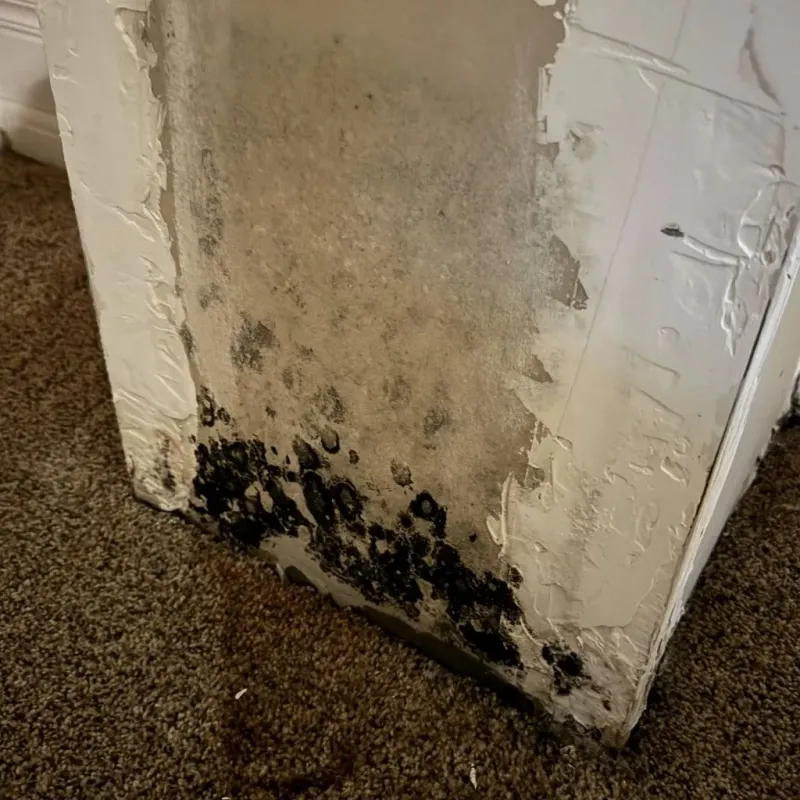 Professional Mold Removal in San Dimas, CA
